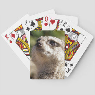 NIEDLICH MEERKAT SPIELKARTEN