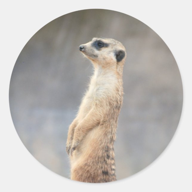 Niedlich-Meerkat-Sticker Runder Aufkleber (Vorderseite)