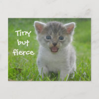 Niedlich Meow Kitten Tiny aber Fierce