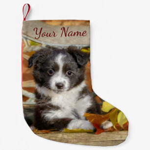 Niedlich Mini Aussie Shepherd Dog Bi-Color Puppy - Kleiner Weihnachtsstrumpf