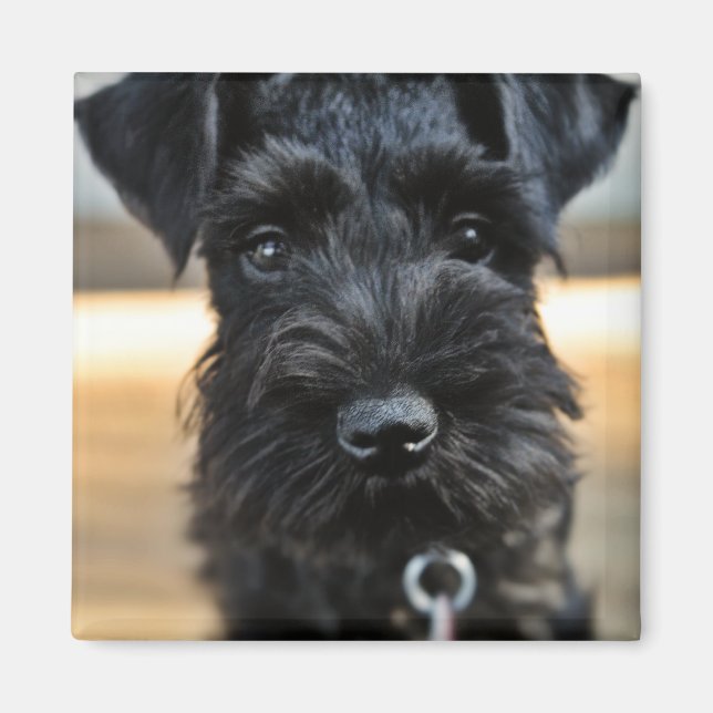 Niedlich Miniature Schnauzer Magnet (Vorne)