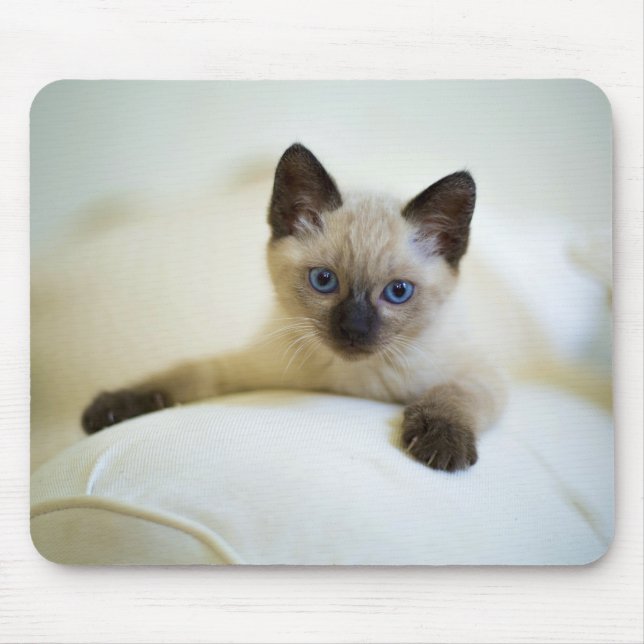 niedlich, Natur, Katze Mousepad (Vorne)