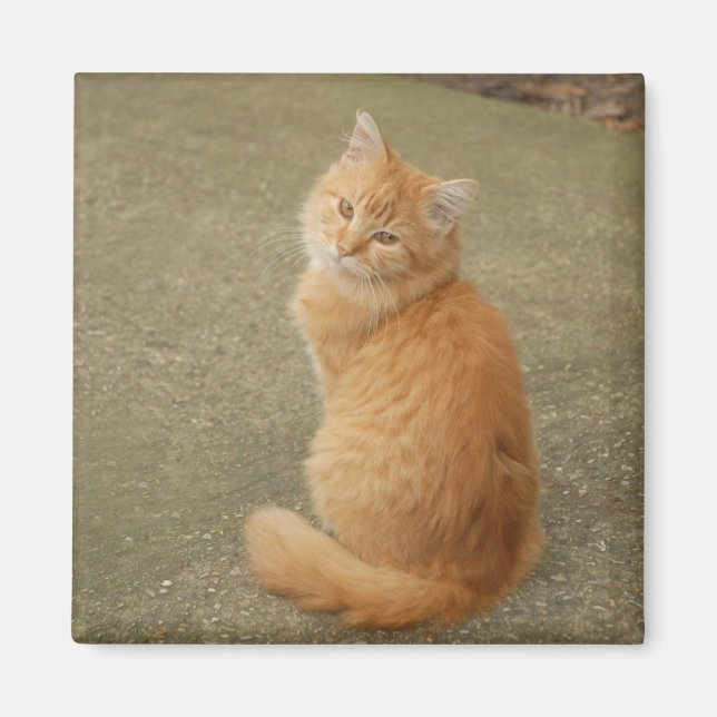 Niedlich Orange Kitten Foto Magnet (Vorne)