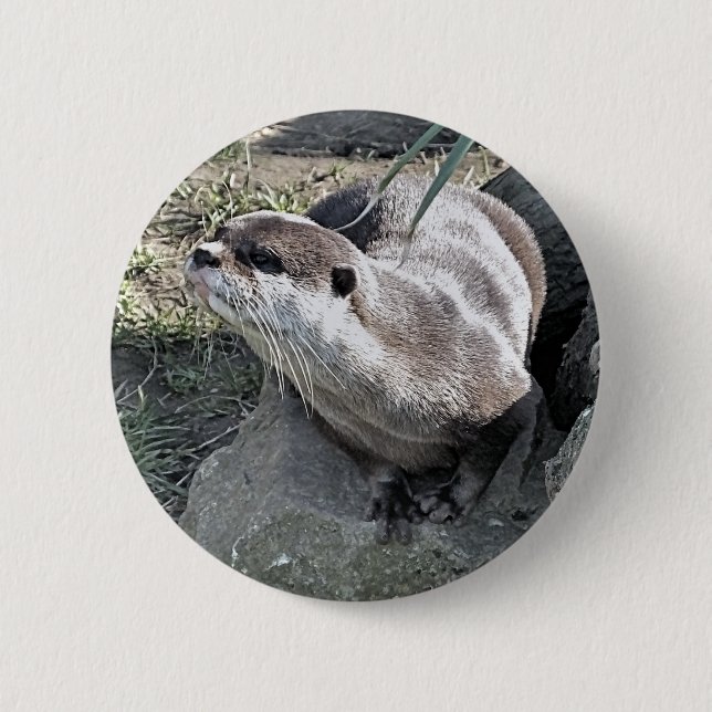 NIEDLICH OTTER  BUTTON (Vorderseite)