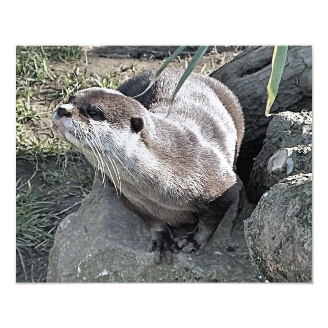 NIEDLICH OTTER FOTODRUCK (Vorne)