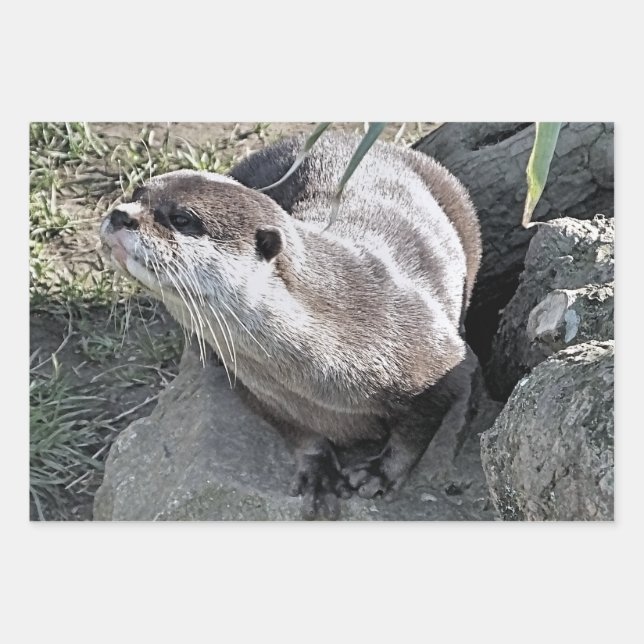 NIEDLICH OTTER GESCHENKPAPIER SET (Vorderseite 2)