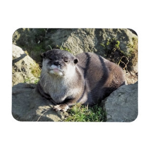 NIEDLICH OTTER MAGNET