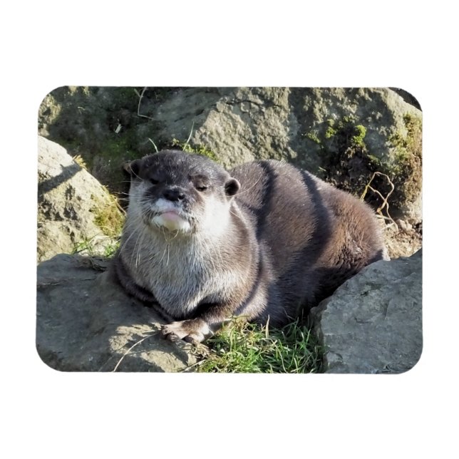 NIEDLICH OTTER MAGNET (Horizontal)