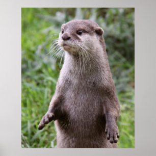 Niedlich Otter Poster