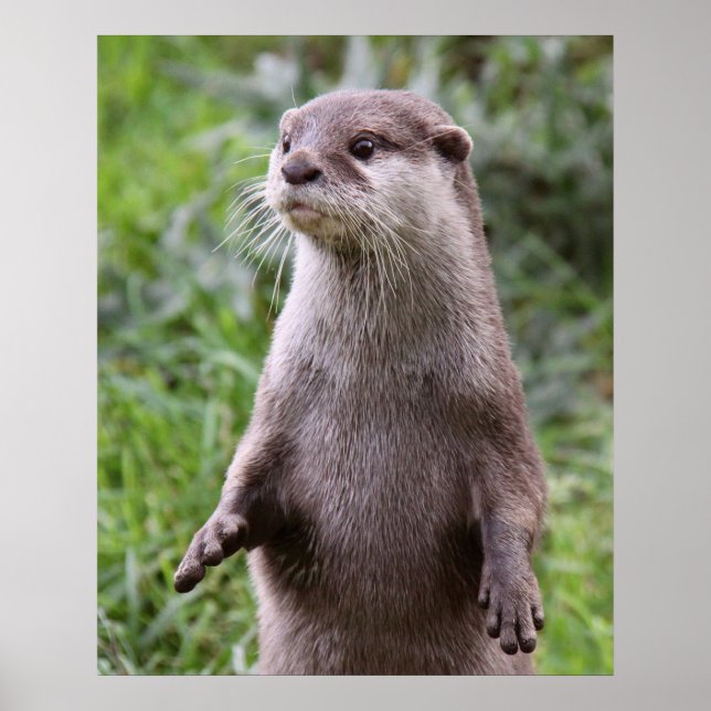 Niedlich Otter Poster (Vorne)