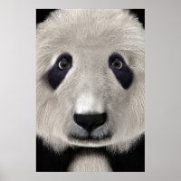 Niedlich Panda Bear Kawaii Animal Lover Perfektes