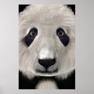 Niedlich Panda Bear Kawaii Animal Lover Perfektes Poster