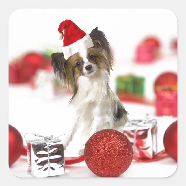 Niedlich Papillon Dog Weihnachtsmannmütze Quadratischer Aufkleber (Vorderseite)