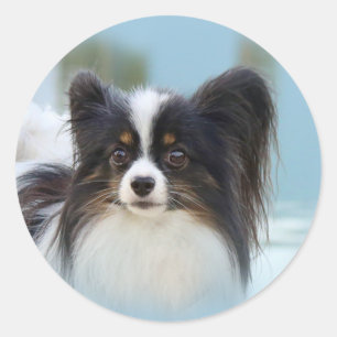 Niedlich Papillon Toy Spaniel Dog am Dock Runder Aufkleber