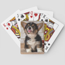 Niedlich Pembroke Welsh Corgi Puppy Dog