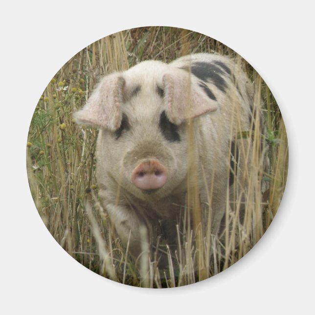 Niedlich Pig Magnet (Vorne)
