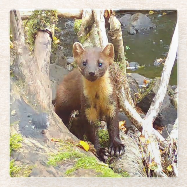 Niedlich Pine Marten auf dem Fallbaum Glasuntersetzer (Vorderseite)