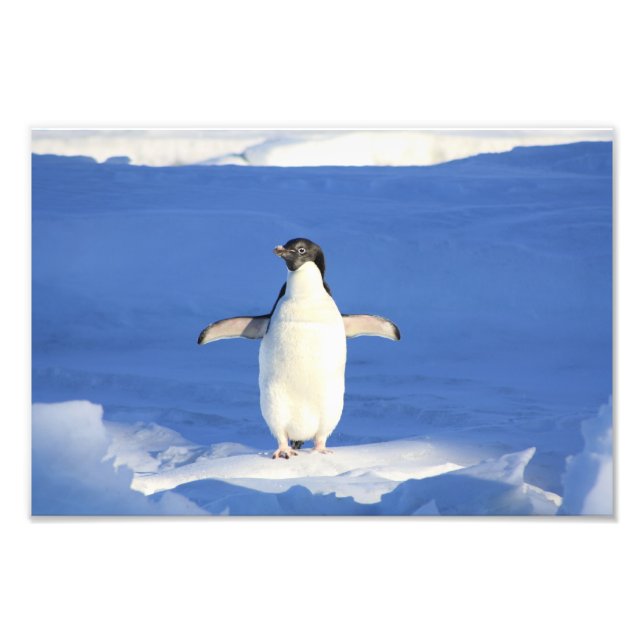Niedlich Pinguin Fotodruck (Vorne)