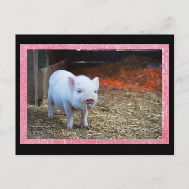 Niedlich Pink Pigment Postkreuzung Postkarte (Vorderseite)