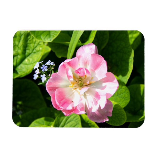 Niedlich-Pink-Tulpe Magnet (Horizontal)