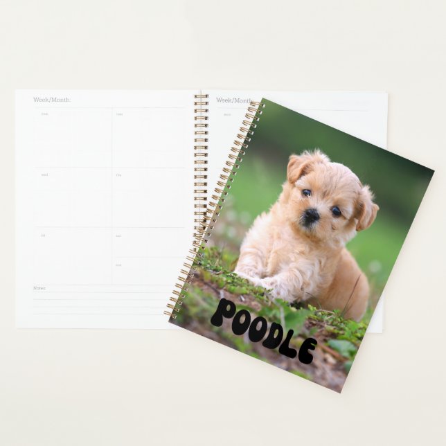 Niedlich Poodle Puppy Calendar Planer (Anzeige)