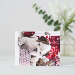 Niedlich Puppy English Bulldog Weihnachten