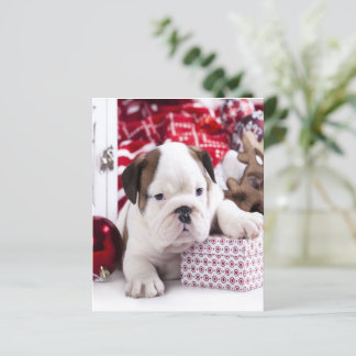 Niedlich Puppy English Bulldog | Weihnachten