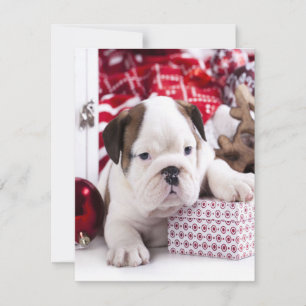 Niedlich Puppy English Bulldog   Weihnachten Einladung