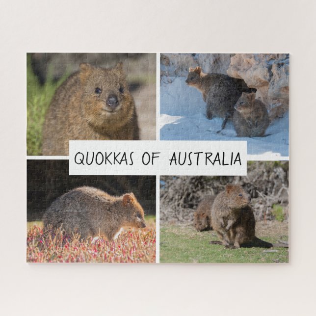 Niedlich Quokka Animal Wildlife Australia, 520 Stü (Horizontal)
