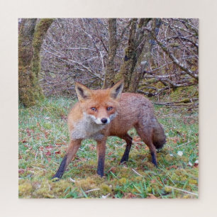 Niedlich Red Fox
