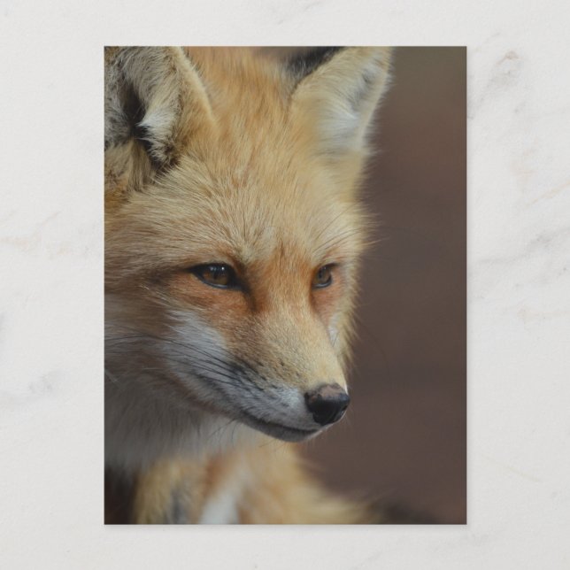 Niedlich Red Fox Postkarte (Vorderseite)