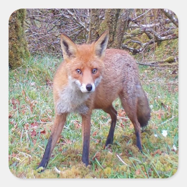 Niedlich Red Fox Quadratischer Aufkleber (Vorderseite)