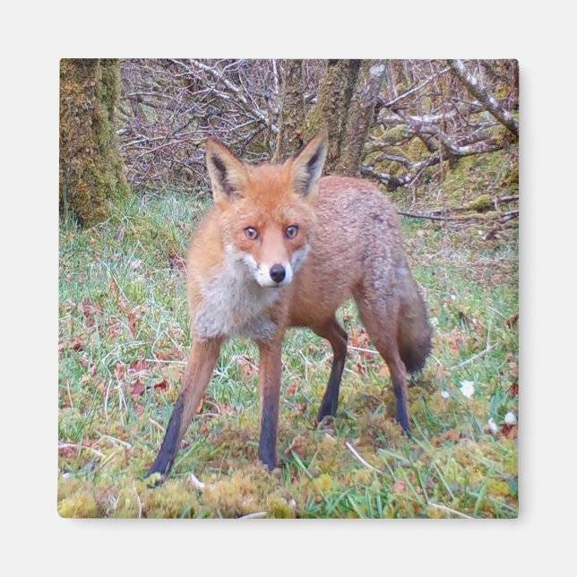 Niedlich Red Fox Square Magnet (Vorne)