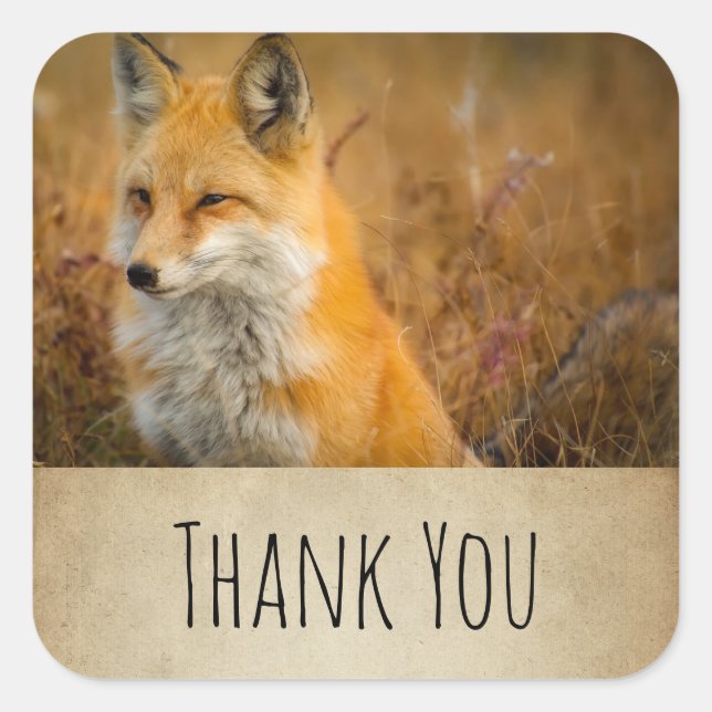 Niedlich Red Fox Wild Nature Fotografy Vielen Dank Quadratischer Aufkleber (Vorderseite)