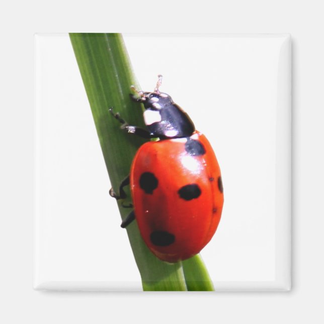 Niedlich Red Gepunktet Ladybug Magnet (Vorne)
