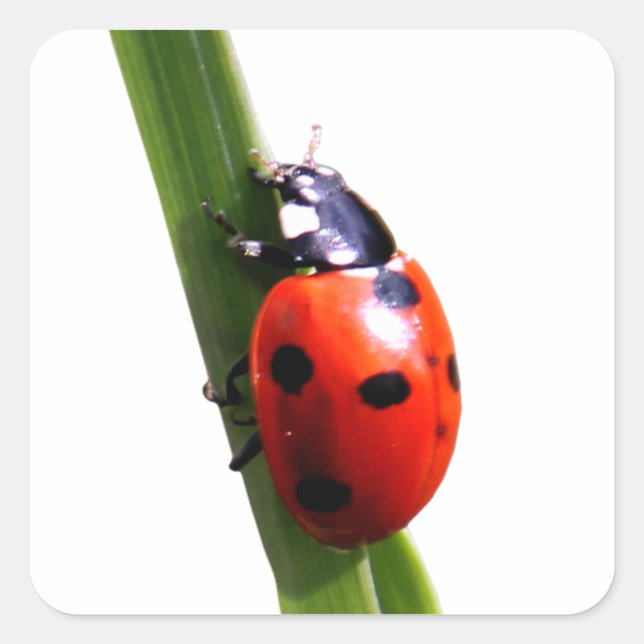 Niedlich Red Gepunktet Ladybug Quadratischer Aufkleber (Vorderseite)