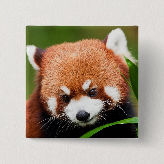 Niedlich Red Panda Button (Vorderseite)