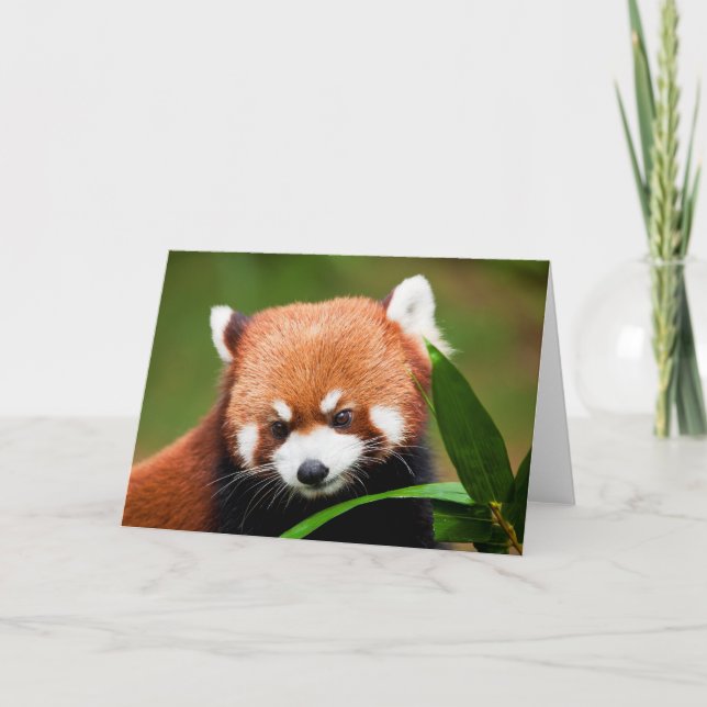 Niedlich Red Panda Karte (Vorderseite)