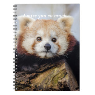 Niedlich Red Panda Miss Sie so viel Notizblock