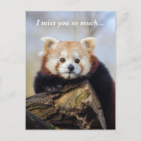 Niedlich Red Panda Miss Sie so viel