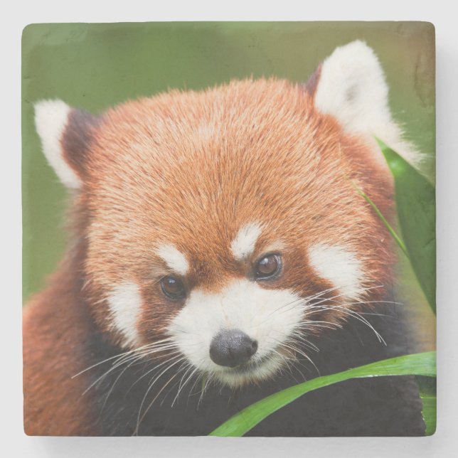 Niedlich Red Panda Steinuntersetzer (Vorderseite)