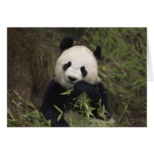 Niedlich Riant Panda (Vorderseite (Horizontal))