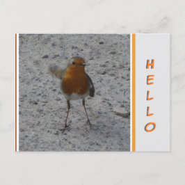 Niedlich Robin HELLO Postcard Postkarte