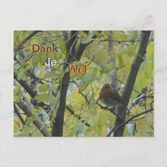 Niedlich Robin in Tree Vielen Dank Postcard Postkarte (Vorderseite)