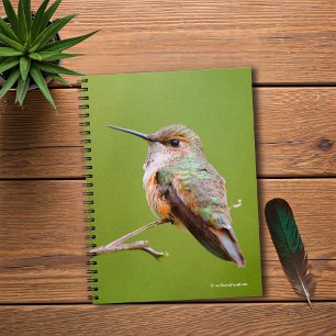 Niedlich Rufous Hummingbird zu California Lilac Notizblock