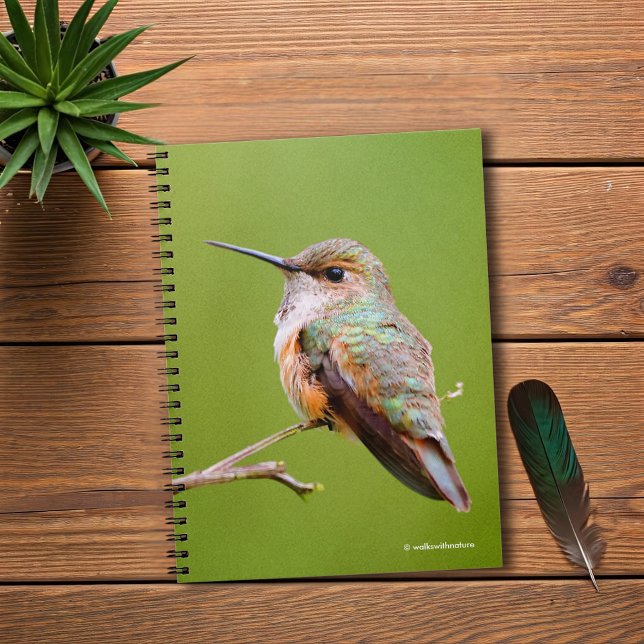 Niedlich Rufous Hummingbird zu California Lilac Notizblock (Rufous Hummingbird on the California Lilac Journal Cover Photo)