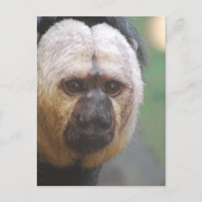 Niedlich Saki Monkey Postkarte (Vorderseite)