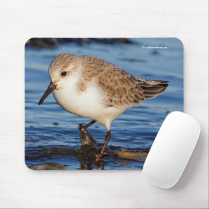 Niedlich Sanderling Sandpiper Shorebird Wanders Be Mousepad
