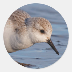 Niedlich Sanderling Sandpiper Stroll Wintry Beach Runder Aufkleber