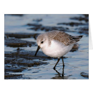 Niedlich Sanderling Sandpiper Wanders Winterküste